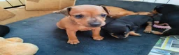 Mixed Breed dogs for sale: Mini Jack Pups - Advert 5