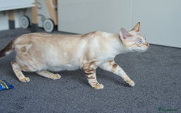 Siamese cats for sale: 🧬F1 BENAMESE KITTENS🧬  - Image 1