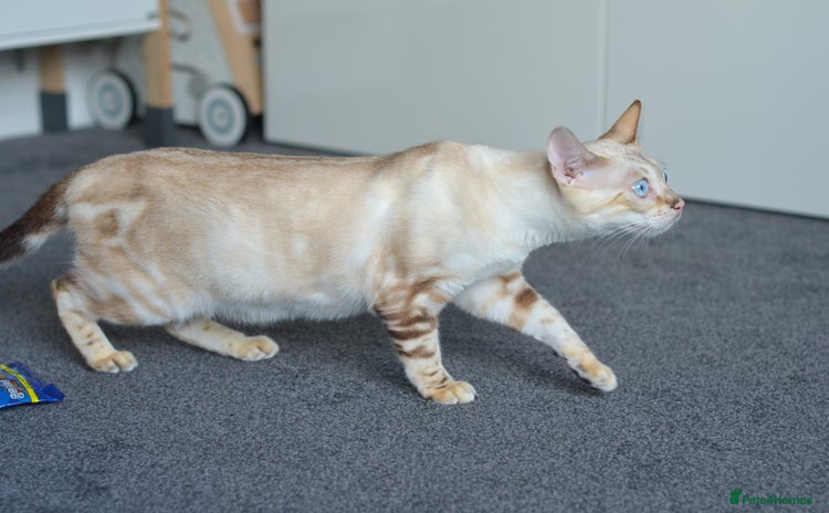 Siamese cats for sale - Advert 1