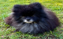 Pomeranian dogs for adoption: Hugo: The Little Dog Who Survived the Unthinkable - Image 3