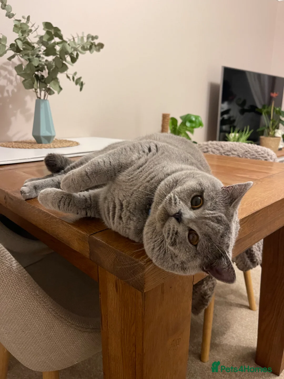Mixed Breed cats for sale: British Shorthair Cross Kittens for Sale 🐾 - Advert 25