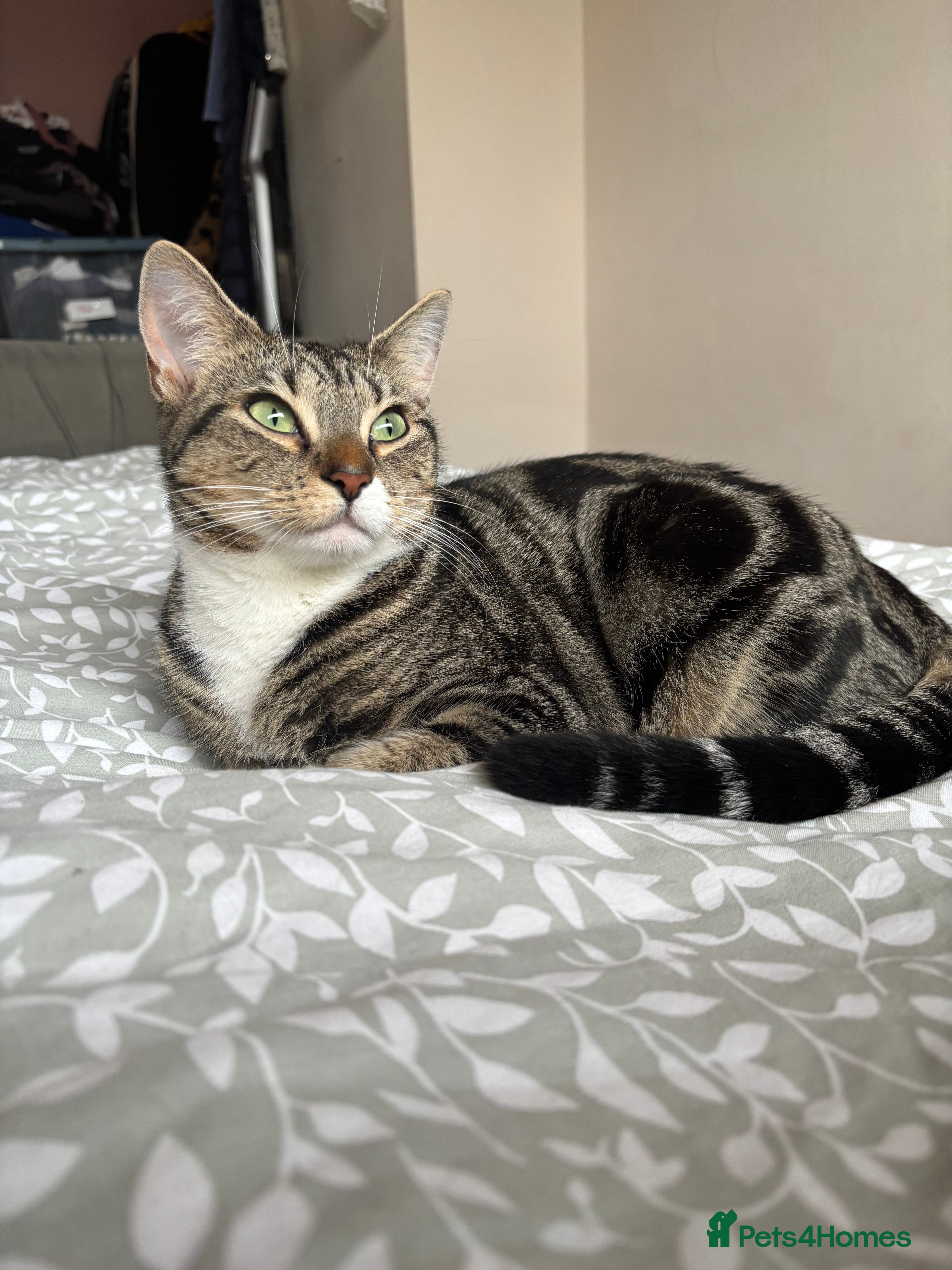 Mixed Breed cats Mabel is looking for a loving home  - Advert 1