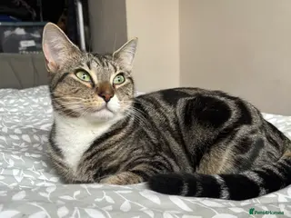 Mixed Breed cats Mabel is looking for a loving home - Advert 1