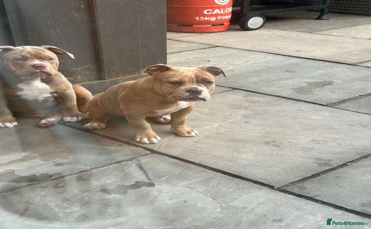 Olde English Bulldogge dogs - Advert 4
