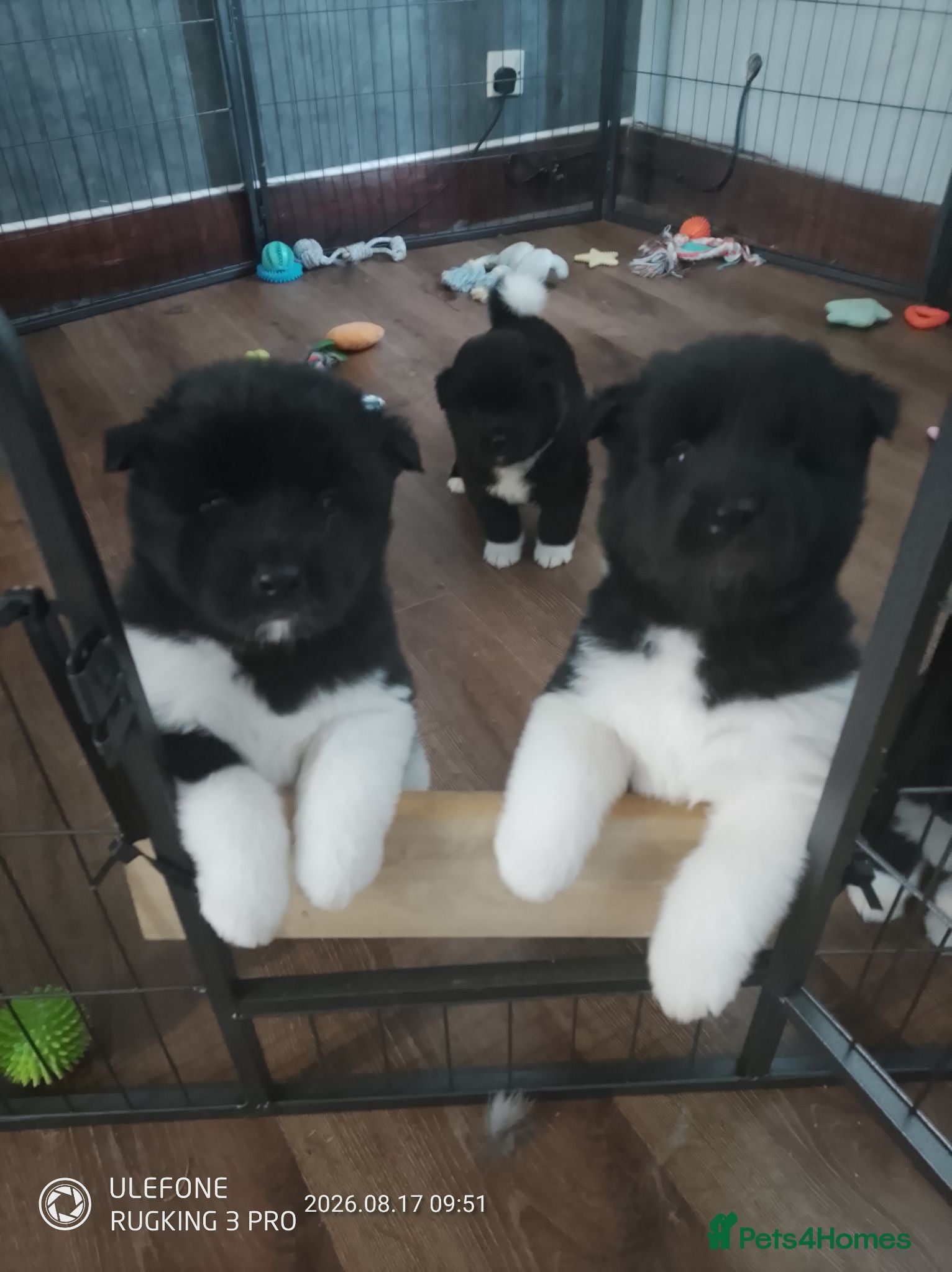 Akita dogs American Akita's  - Advert 3
