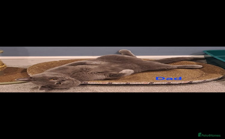 British Shorthair cats - Advert 13