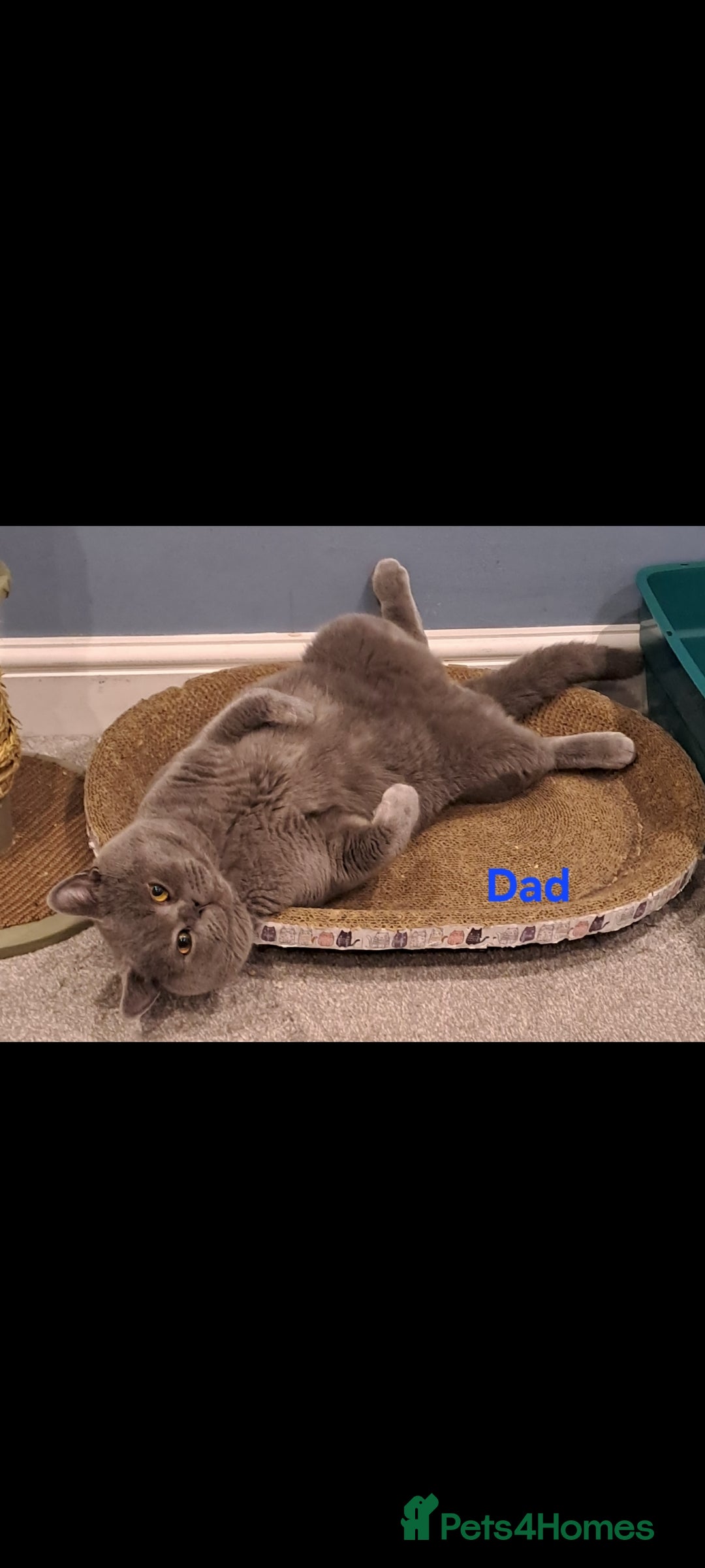 British Shorthair cats for sale: British shorthair - Image 1