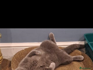 British Shorthair cats - Advert 20