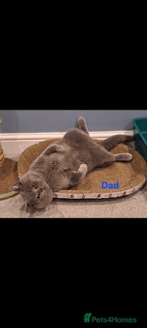 British Shorthair cats - Advert 3