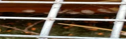 Finches birds for sale: Mixed zebra finches in Boston - Advert 2