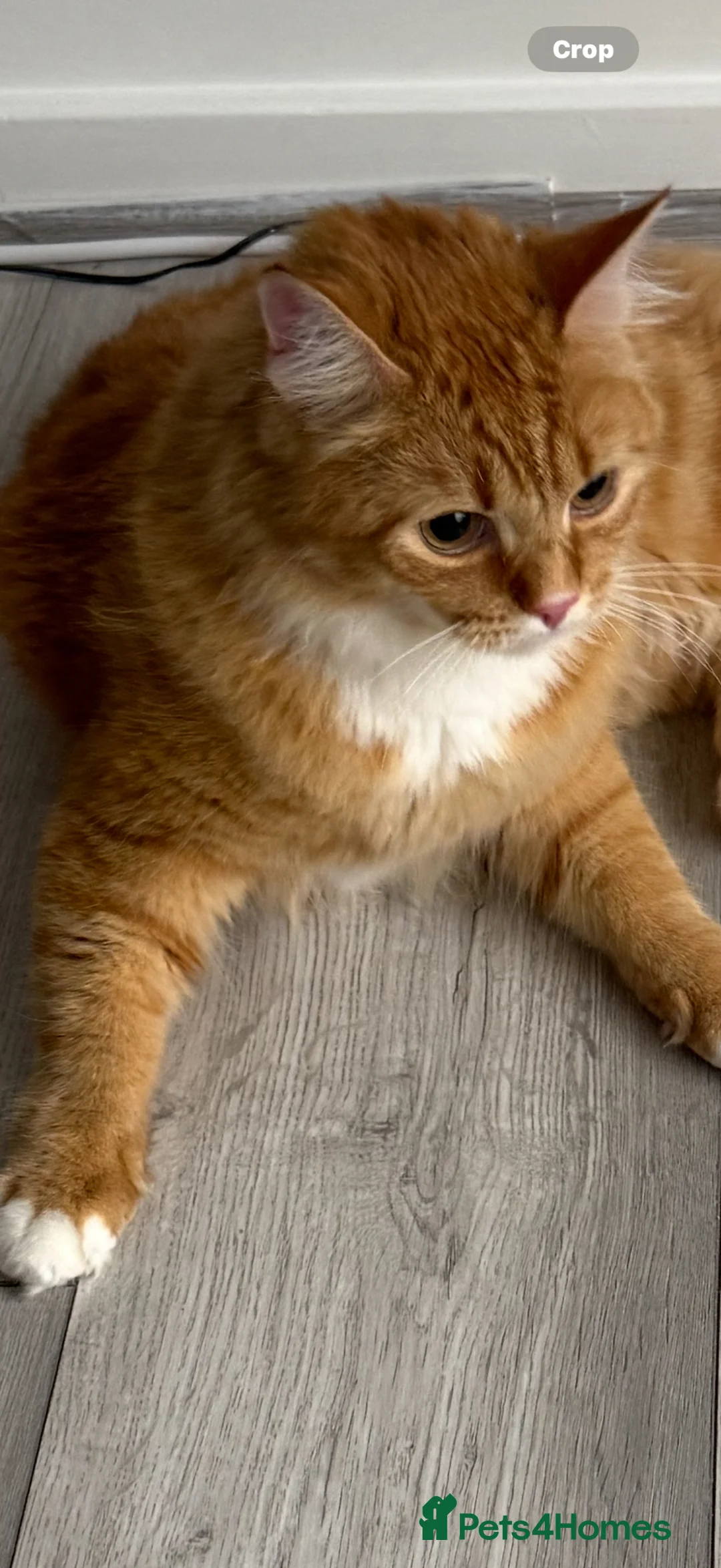 Mixed Breed cats for sale: Beautiful Ginger Longhair Male Cat in Dartford - Advert 2