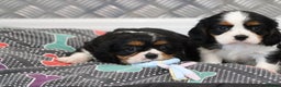 Cavalier King Charles Spaniel dogs for sale: Cavalier King Charles Puppies for sale - Advert 35