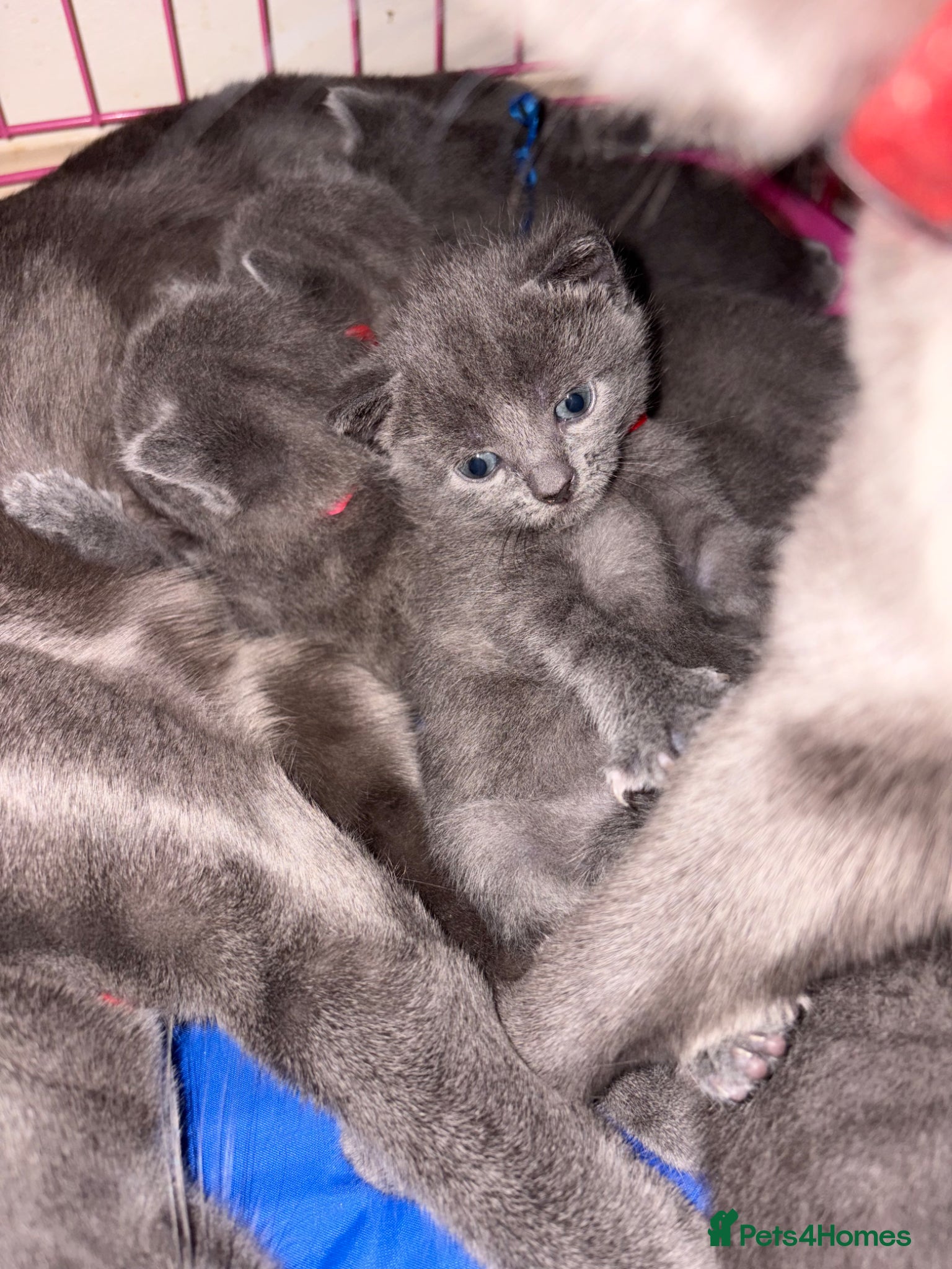 Russian Blue cats for sale: Blue Russian kittens - Advert 27