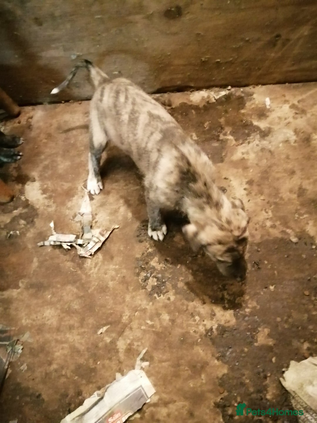 Mixed Breed dogs for sale: Lurcher. Pups - Image 3