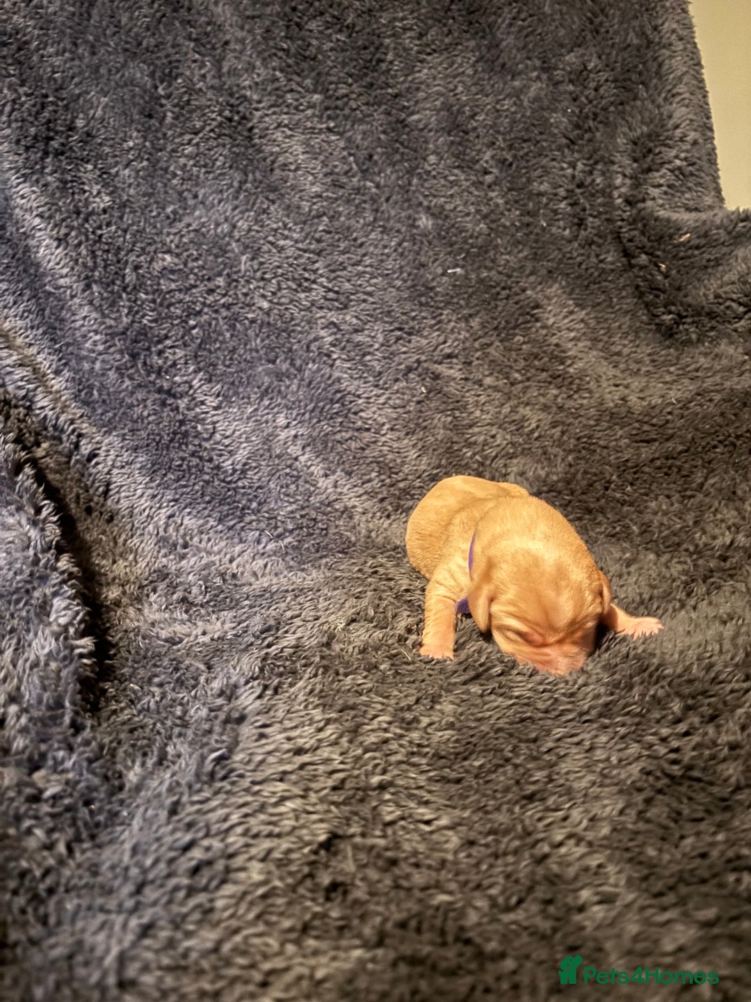 Labrador Retriever dogs for sale: Beautiful Labrador puppies - Image 18
