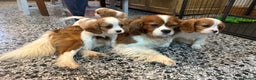 Cavalier King Charles Spaniel dogs for sale: Gorgeous Cavalier King Charles Spaniel puppies - Advert 24