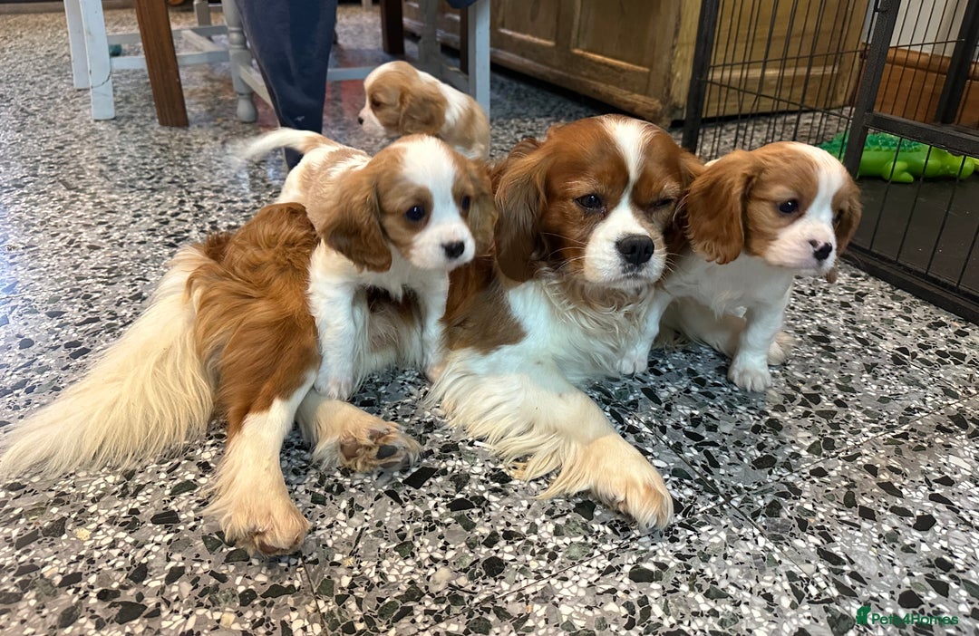 Cavalier King Charles Spaniel dogs for sale: Gorgeous Cavalier King Charles Spaniel puppies - Advert 32