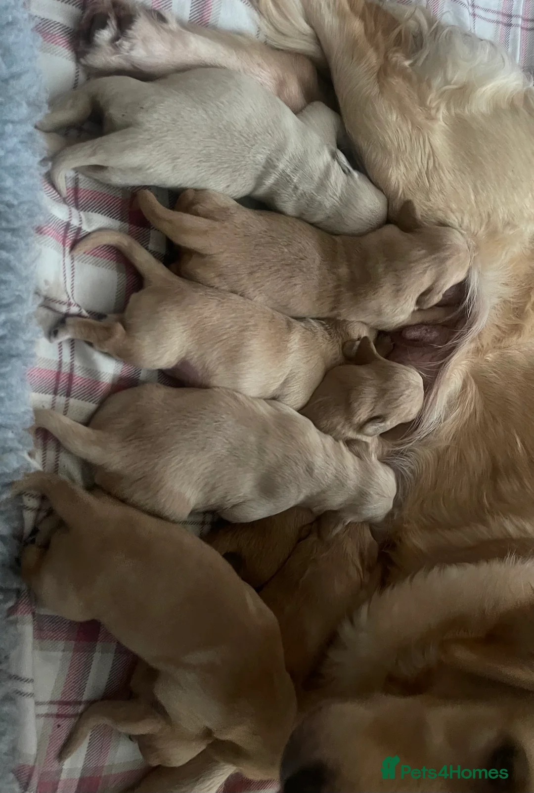 Golden Retriever dogs for sale: KC Registered Golden Retriever Puppies - Advert 8