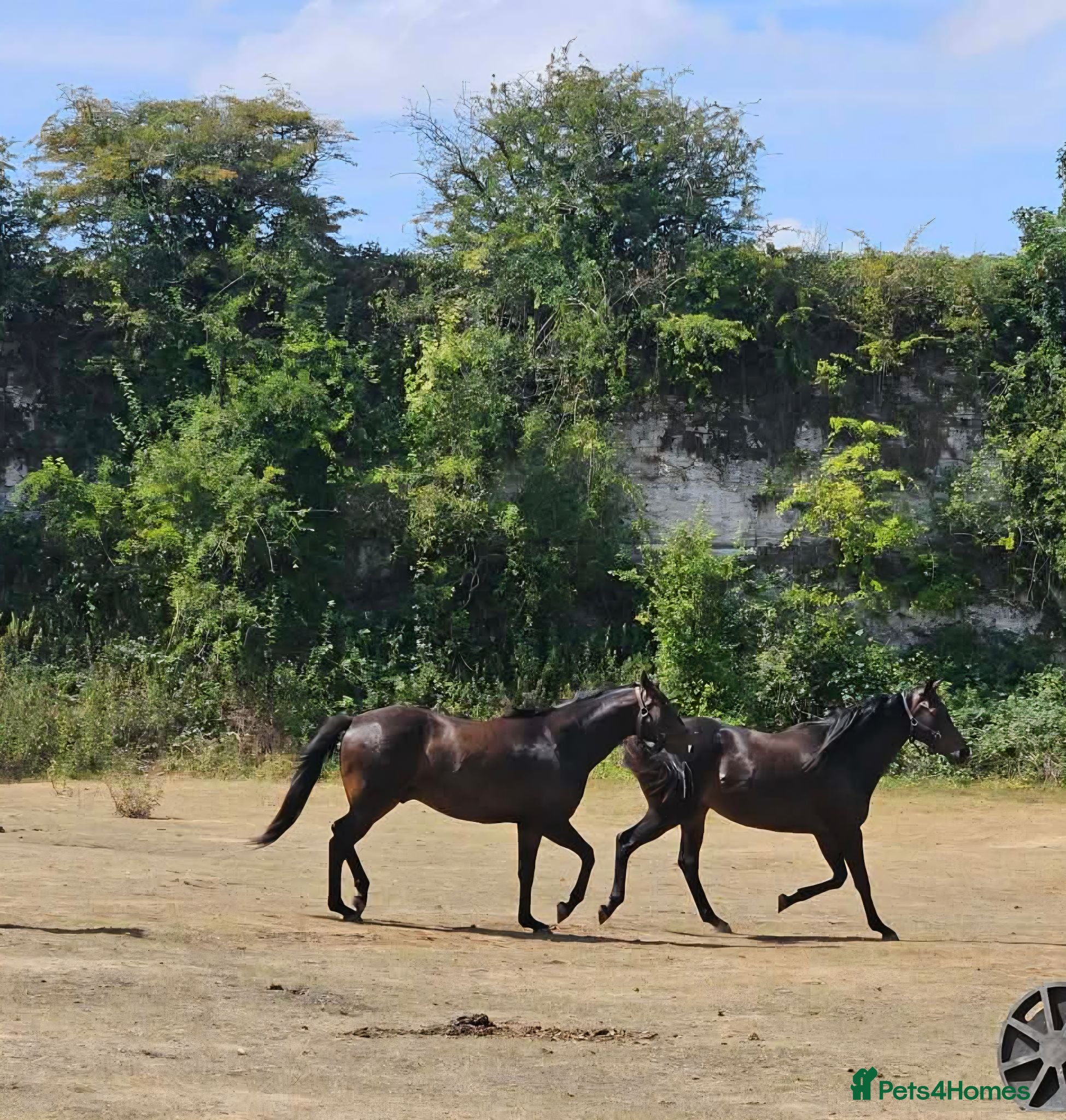 English Thoroughbred horses 15.2 Thoroughbred  Bay Mare 4yrs old - Advert 2