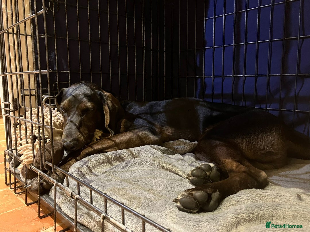 Mixed Breed dogs for adoption: Chief hound X special boy  - Image 4