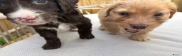 Cockapoo dogs for sale: 2 gorgeous girls - miniature cockapoos  - Advert 20