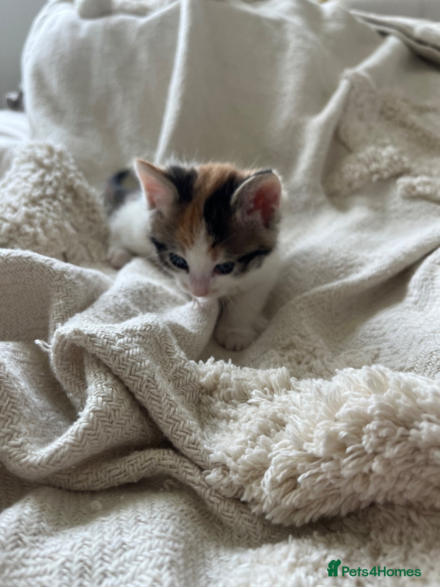 Mixed Breed cats for sale: 6 friendly and playful kittens - Advert 14