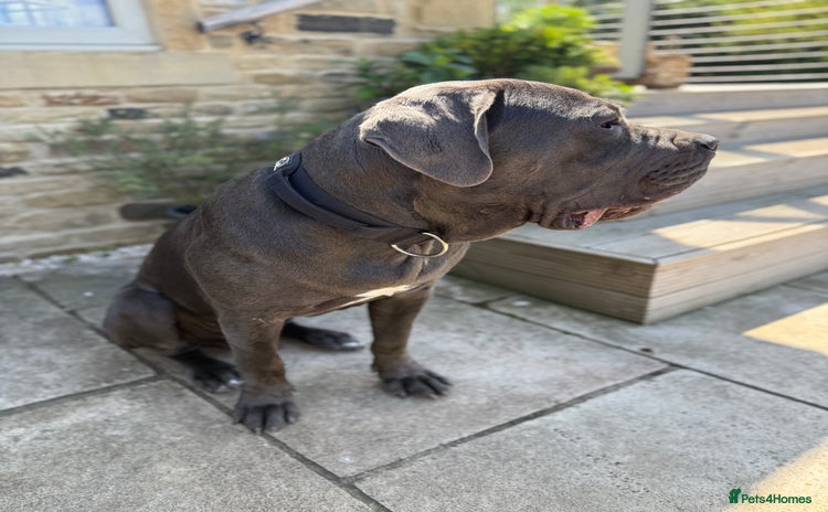 Cane Corso dogs - Advert 5