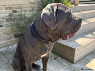 Cane Corso dogs - Advert 2