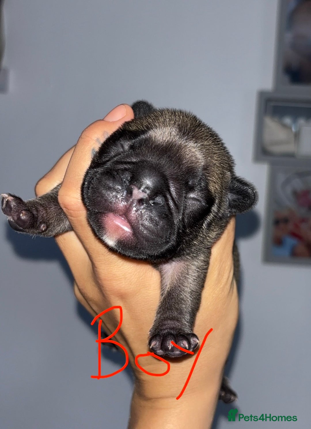 French Bulldog dogs for sale: French Bulldog Puppies PET PRICED  - Image 6