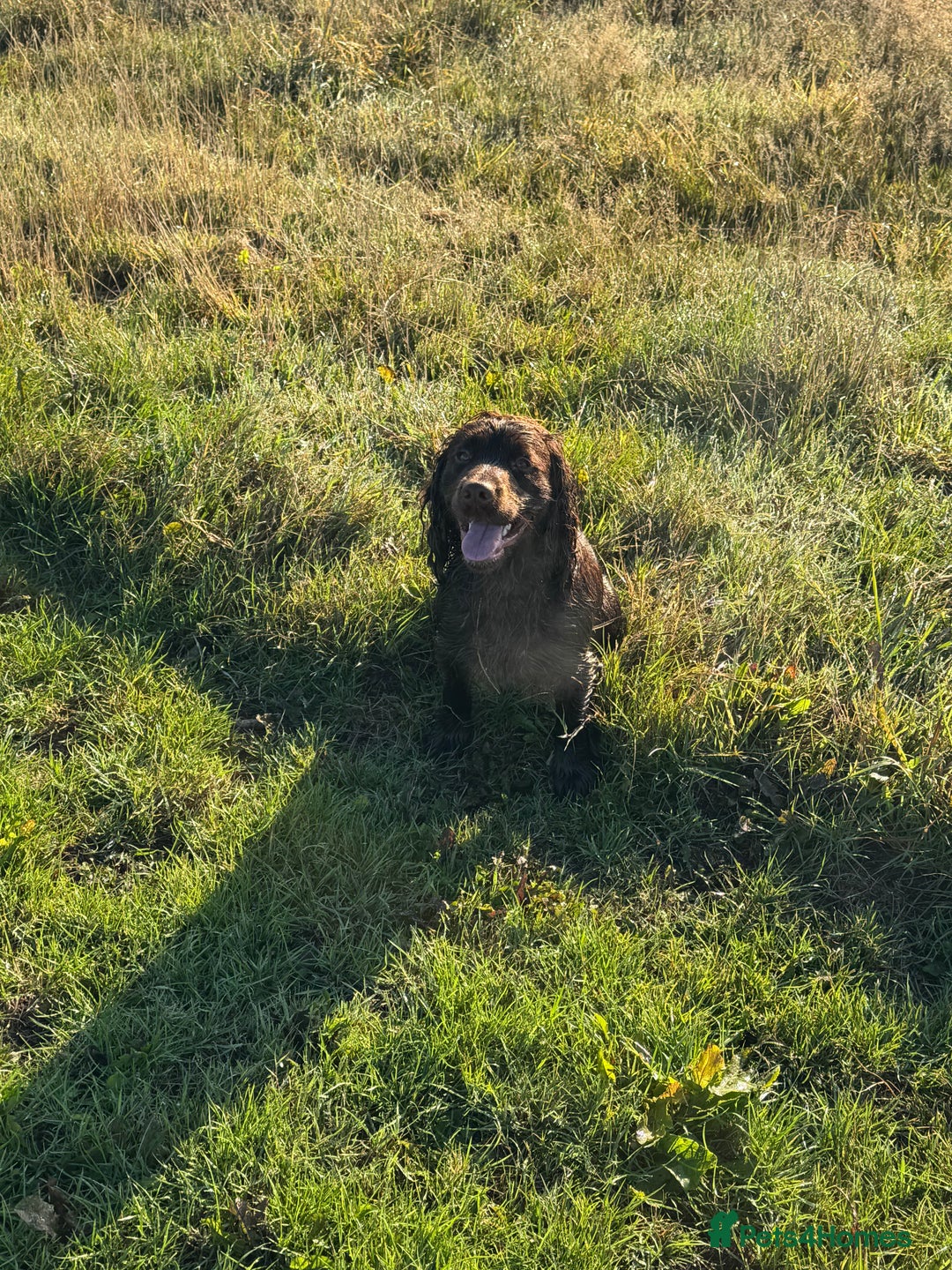 Cocker Spaniel dogs for sale: 1 year old working cocker  - Image 2