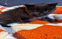Maine Coon cats for sale: 2 Maine coon x Ragdoll kittens for sale £350 each  - Image 3