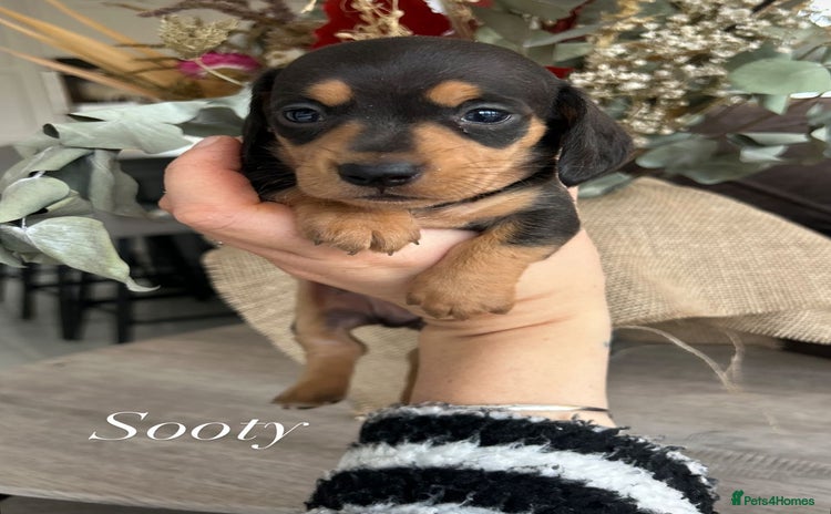 Miniature Dachshund dogs - Advert 16