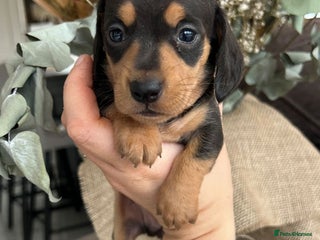 Miniature Dachshund dogs ⭐️⭐️Long & Short Haired Mini Dachshund Pups 🩷 - Advert 11