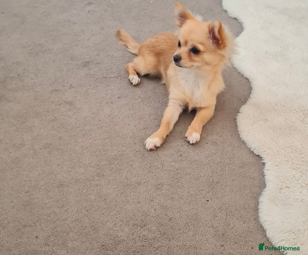 Chihuahua dogs for sale: Mini  **  chihuahua puppies  - Advert 9