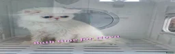 Persian cats for sale: 🎀🎀 One girl left GCCF Persian Kitten 🎀🎀 - Advert 5