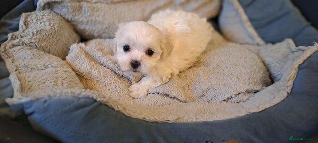 Maltese dogs for sale: Maltese puppies boys and girl - Image 3