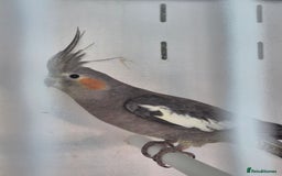 Cockatiels birds for sale: Young Cockatiels  - Image 1