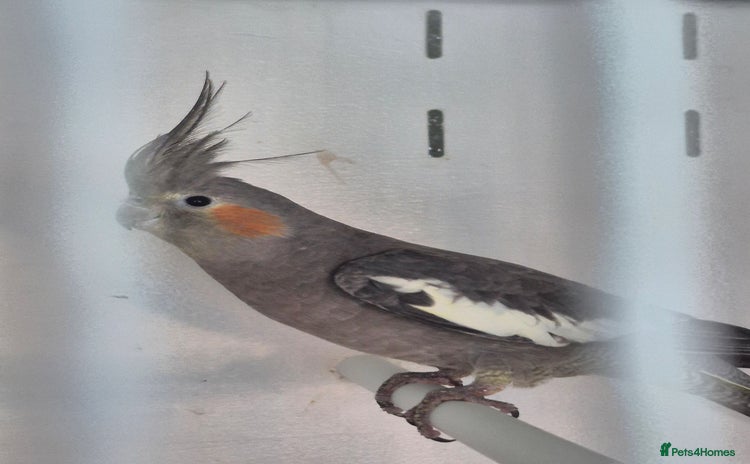 Cockatiels birds - Advert 1