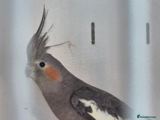 Cockatiels birds - Advert 33