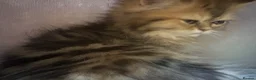 Persian cats for sale: Golden Chinchilla Female Persian kittens - Advert 4