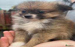 Pomeranian dogs for sale: Pomeranian puppies  - Image 5