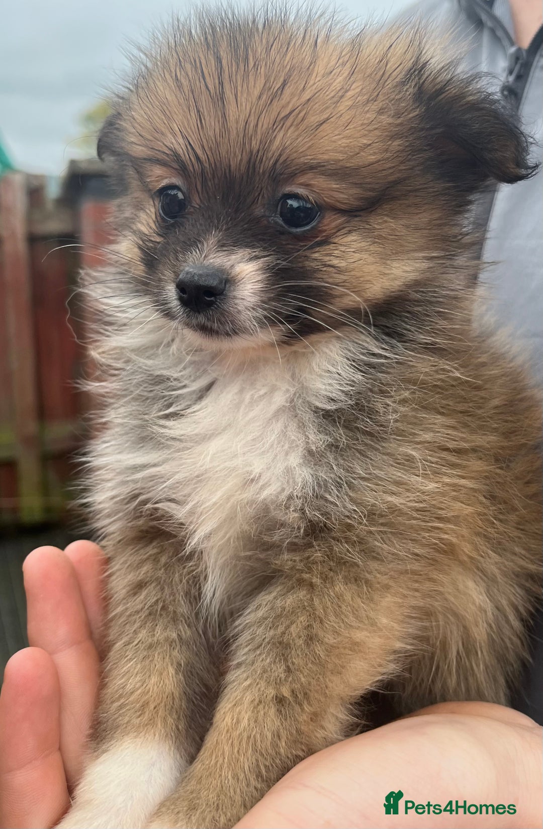 Pomeranian dogs for sale: Pomeranian puppies  - Image 5