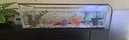 Other/Mixed Breed fish for sale: Fish tank plus fish in London - Advert 3