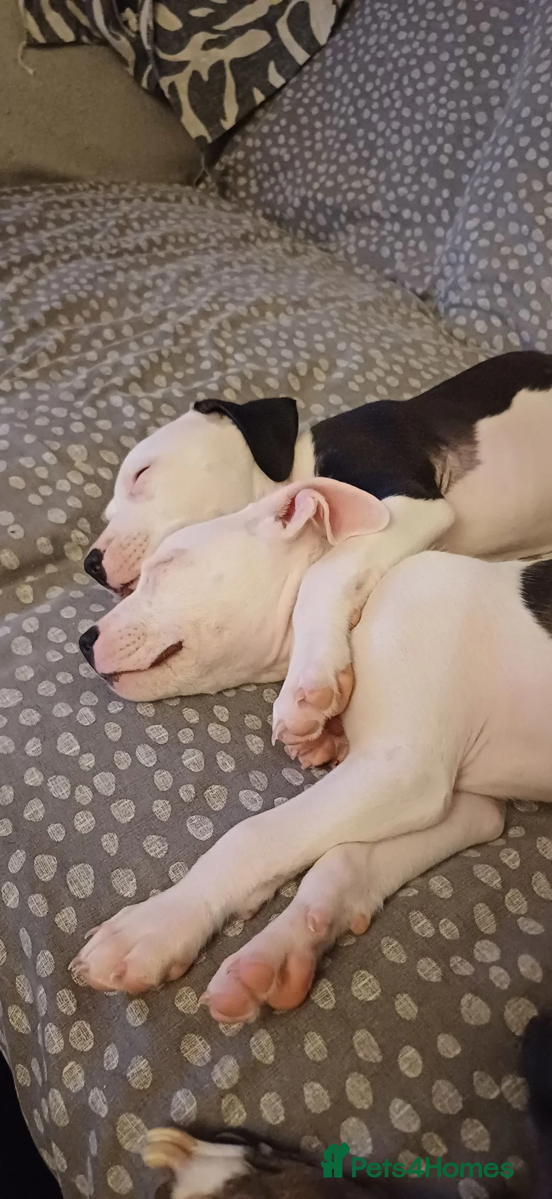 Mixed Breed dogs for sale: 2 male pups 10 months old in Salford - Advert 5