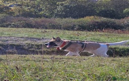 Akita dogs for sale: For rehome  - Image 3