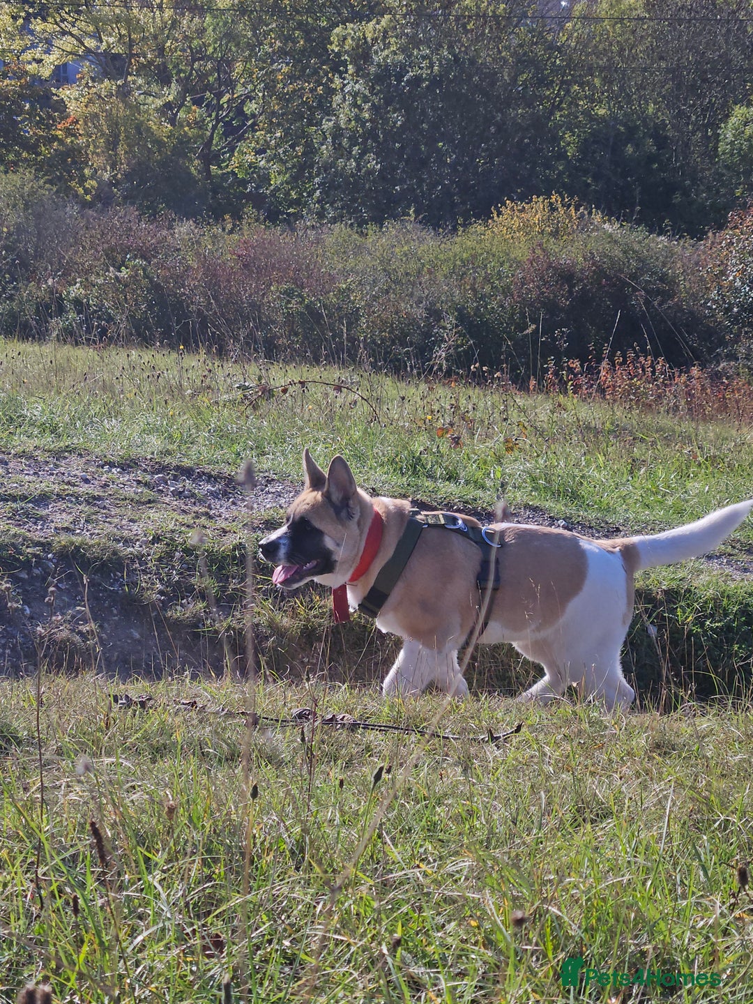 Akita dogs for sale: For rehome  - Image 3