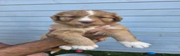 Nova Scotia Duck Tolling Retriever dogs for sale: Beautiful KC registered toller pups - Advert 9
