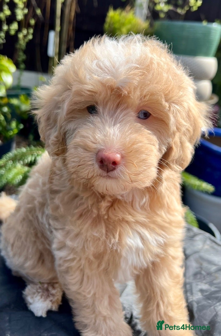Labradoodle dogs LAST ONE! Mini Labradoodle READY NOW! - Advert 1