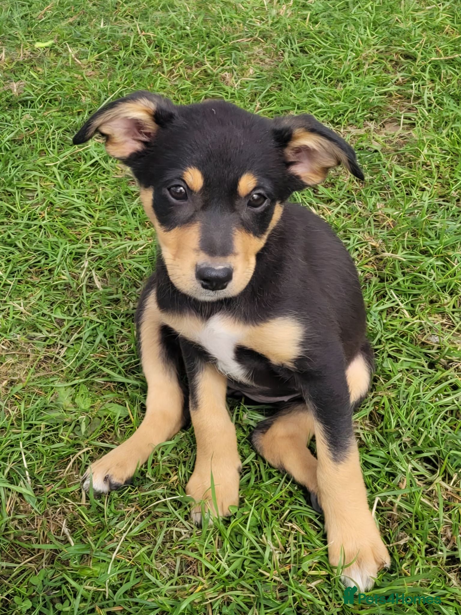 Mixed Breed dogs Kelpie cross puppies - Advert 1
