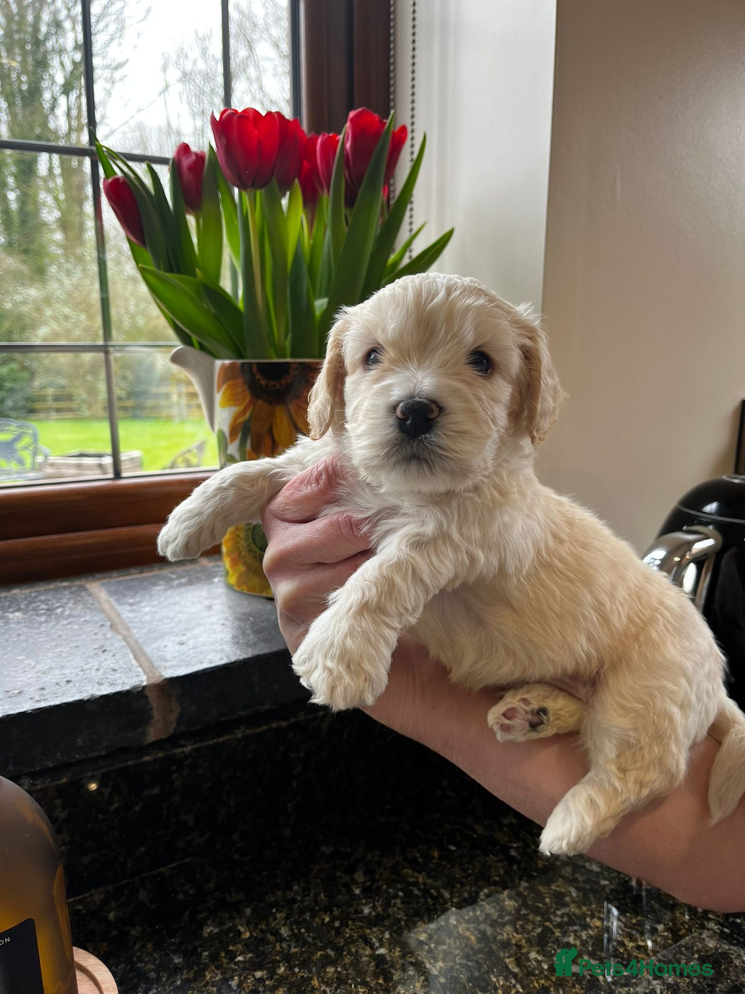 Mixed Breed dogs UNIQUE STUNNING HEALTH TESTED COCKACHON PUPPIES - Advert 3